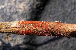 One of the defining visual symptoms of the disease are small, red fruiting structures called perithesia, which show up at the base of an infected soybean plant.
