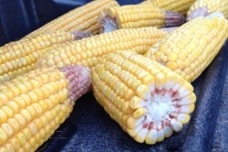 MN_corn