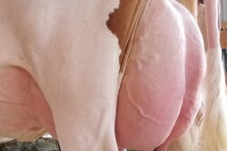 Udder2.jpg
