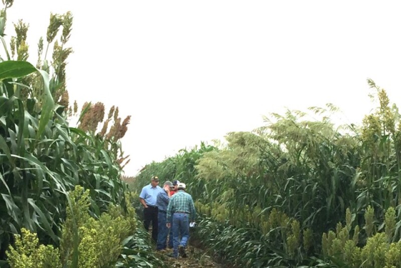 Forage_Sorghum