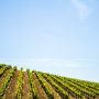 Napa vineyard