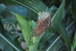 Just 8% of the nation’s corn crop is silking compared to 32% at this same time last year.