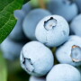 Up close photo of blueberries on a bush