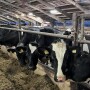 Dairy cows holstein feedbunk collars