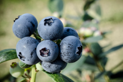 Close-up photo of Chilean blueberries