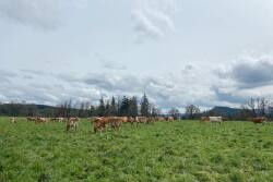Oregon pastures