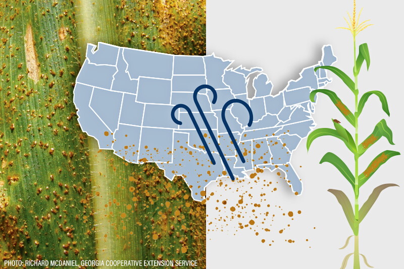 Put On Your Scouting Hat: Check for Southern Rust in Corn and White ...