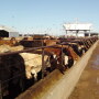 In any load of high-risk calves, susceptibility to BRD can vary widely, creating potential for more targeted treatments upon arrival.