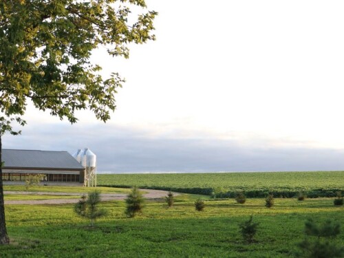 Luckey Pig Farm