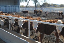 BT_Hereford_Replacement_Heifers
