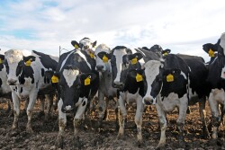 “That’s one of the things that can actually put money in dairy farmers’ pockets,” he says. “[Congressman] Collin Peterson has said if a dairy farmer hasn’t signed up for the program, they’re out of their mind.” 