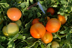 Compact tomatoes developed by the University of Florida