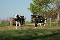 Holstein cows