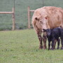 Using clean calving pastures can help prevent direct contact between older calves and younger calves and minimize the potential for sickness.