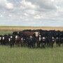 Bull-bridget-beavers_840.jpg
