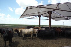 Shade for feedlot cattle improves carcass quality.