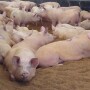 Sow housing