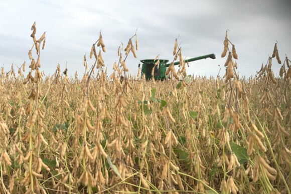 Soybeans and Combine