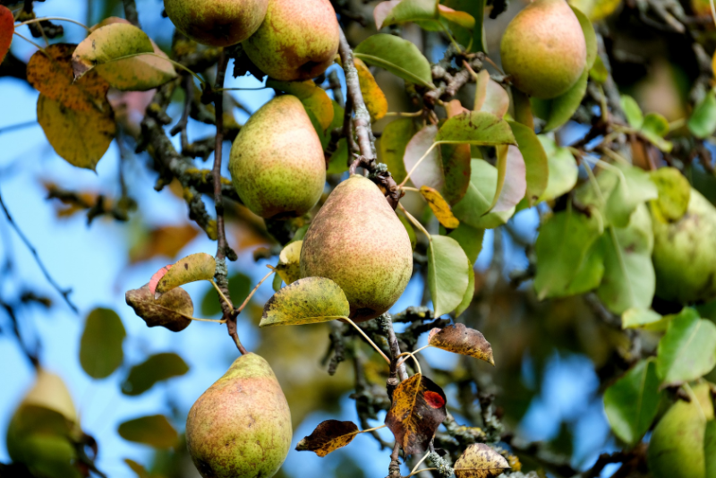 pears.png