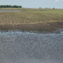 If wet weather delays planting again, are you prepared to make a switch to shorter-season hybrids? 