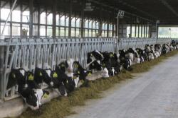 Heifers in a feedline. 