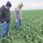 Seth Nelson and Ryan Williams of L&M Cos. Inc. in April take a look at the company’s onion fields in Calipatria, Calif.