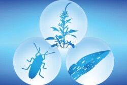 Here are reports of five pests lowering yields in 2018