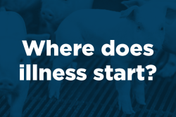 To be successful in today’s pork industry — with variables from disease challenges to market fluctuations — production efficiency is critical to keeping productivity high, which means management decisions become critical.