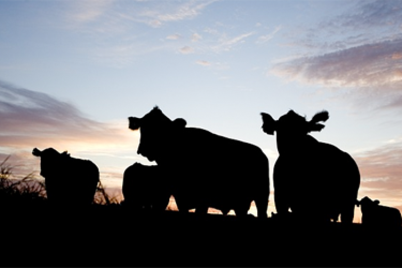 South_Dakot_Sunset_Cattle