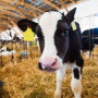 Calf-in-the-cowshed.jpg
