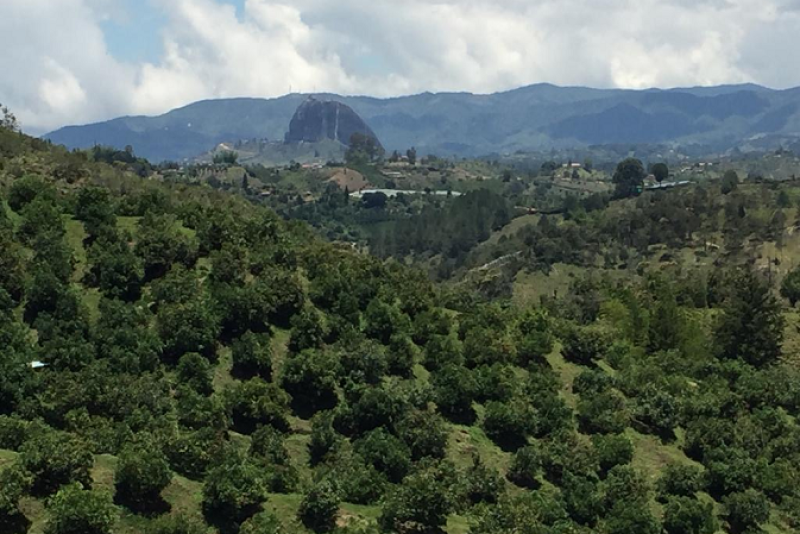 Index Fresh is importing avocados from Colombia for the third season.