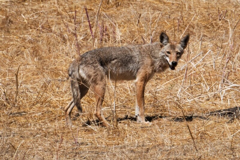 Coyote