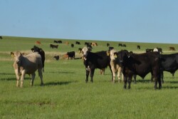 BT_Stocker_Cattle