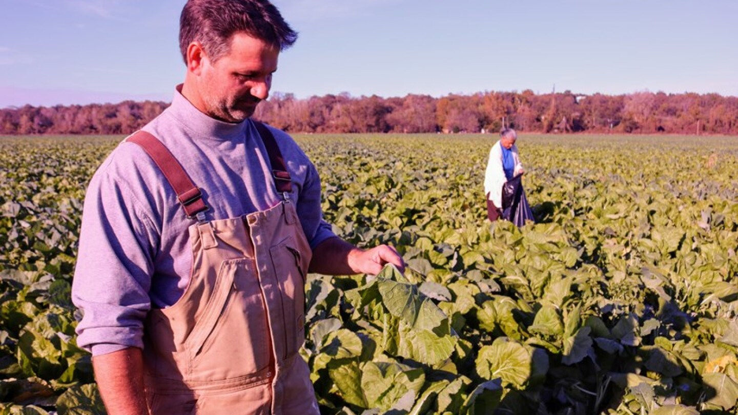 Field Of Greens Cover Crops Turn Into Picker Blessing