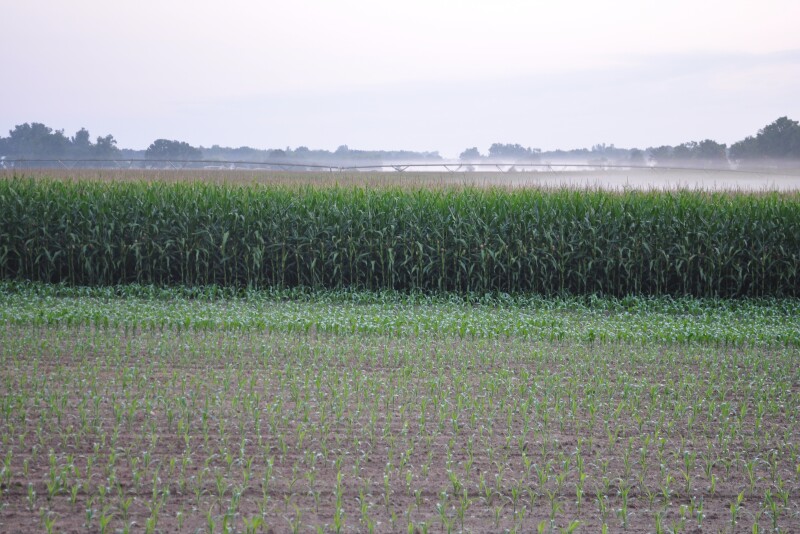 As COVID-19 acted as an anchor on the markets, and the ethanol crisis continues to unfold, some analysts think 97 million acres of corn is a stretch in 2020.