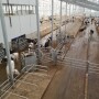 The PRO-DAIRY program at Cornell University has published a comprehensive, five-part fact sheet series that parse the many considerations of building, adapting to, and managing a robotically milked dairy herd. 