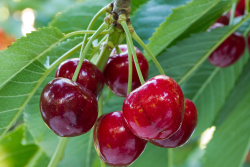 cherries