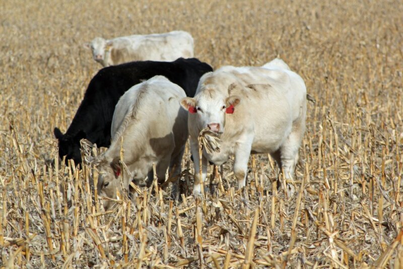 BT_Cattle_Corn_Stalks