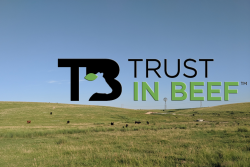 Trust in Beef - Cattle on Pasture