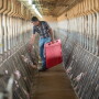 Sows in pens