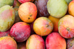 The entire frame of the photo is filled by an overhead shot of a pile of mangoes.
