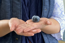 At 16.2 grams, the Ozblu berry was 3.51 grams heavier than the previous Guinness World Record blueberry,, which was also the Ozblu variety.