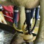 Getting units on quickly is important for faster parlor throughput. Making sure the units are aligned properly under the udder leads to better milk harvest. 