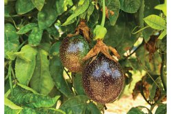Mary Ostlund, marketing director for Brooks Tropicals Inc., says the company is teaching customers how tropicals grow and ripen to ensure consumerss get the best experience.
