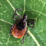 deer tick