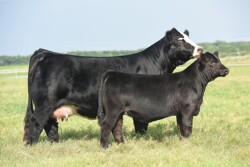Simmental cow-calf