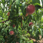 South Carolina peaches