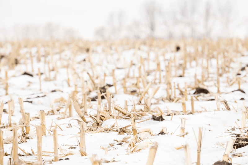 info-1-1 Field of corn stubble in winter with snow covering the ground