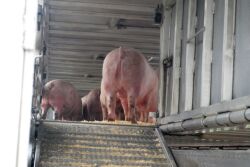 Loading market hogs on the trailer