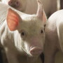 Pig up close